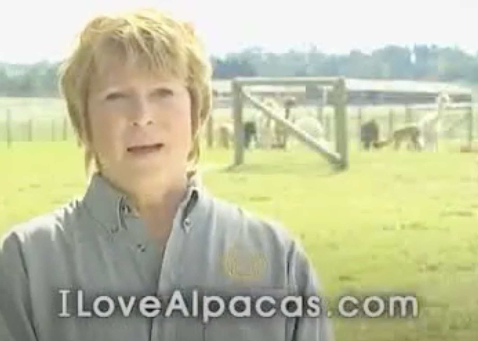 Original I Love Alpacas Campaign Video Cover 2