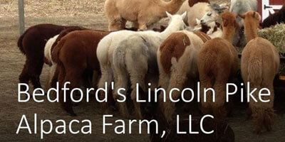 Bedfords-Lincoln-Pike-Alpaca-Farm-LLC