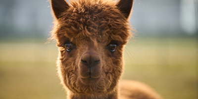Shafer’s Acres Alpacas