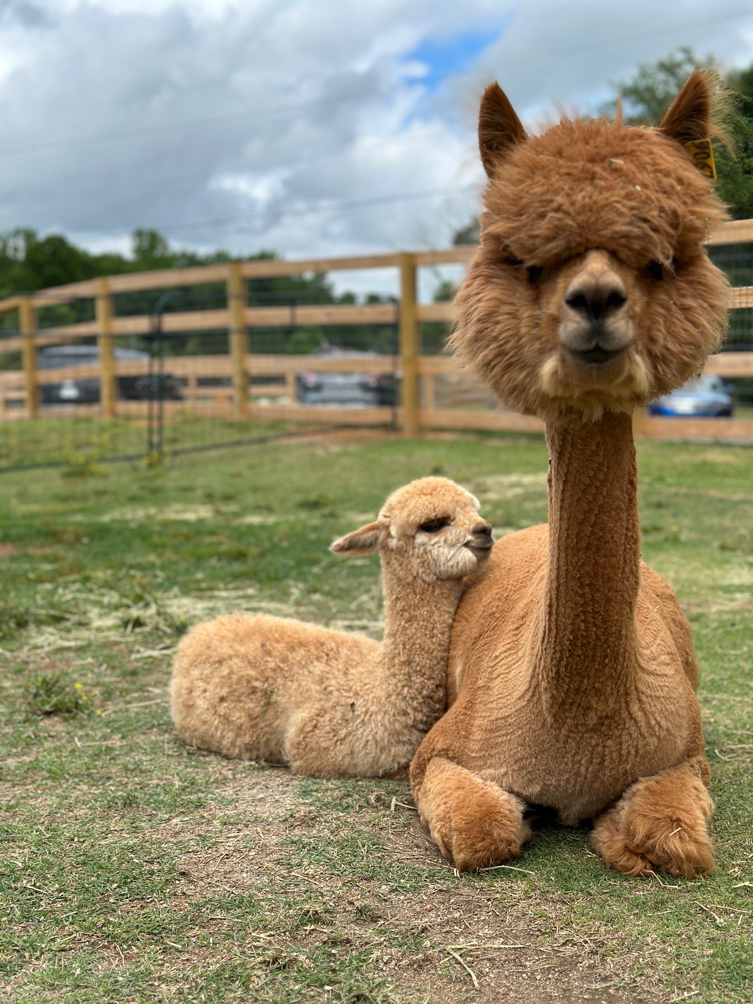 Moonlight and Titan at Good Karma Alpacas