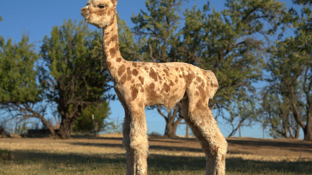 Journey-Shorn