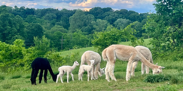 Alpacas Grazing