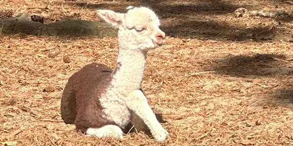Baby Alpaca (Cria)