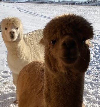 FB-Alpacas2