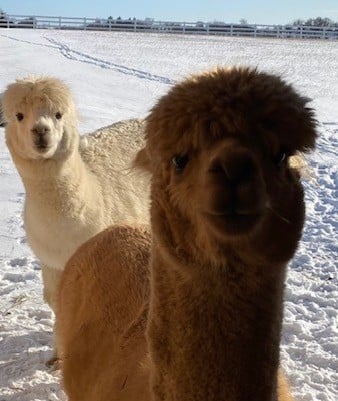FB-Alpacas2