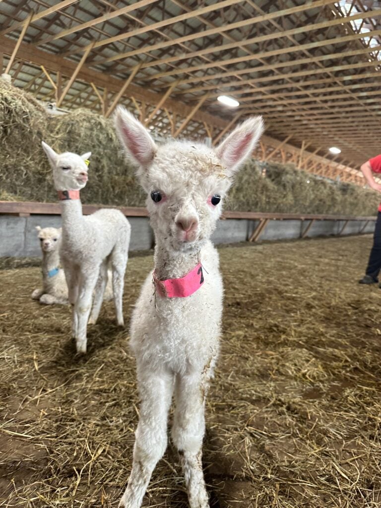 Cleo’s Alpacas, LLC