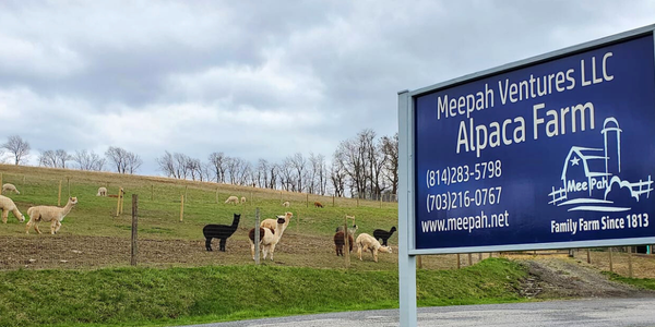 Meepah Ventures Alpaca Farm