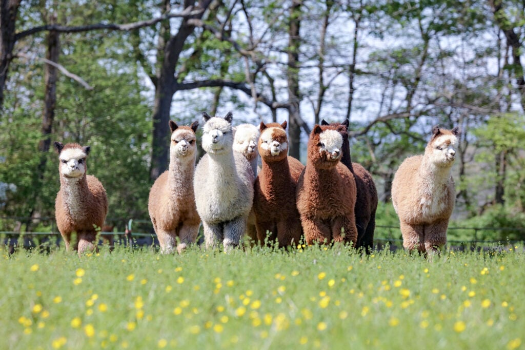Paragon Alpacas
