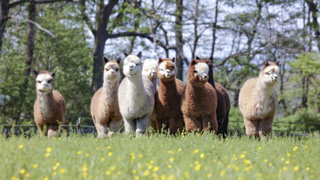 Young-boys-group-shot-spring-24-smaller-1