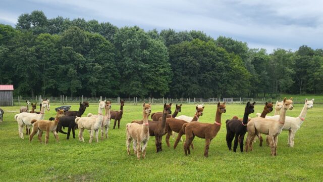 herd