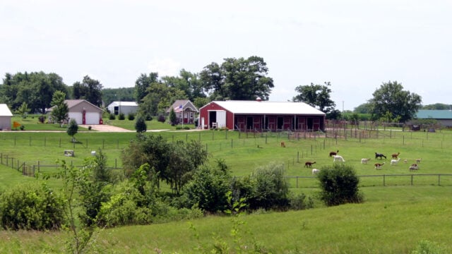 Farm-pic-1