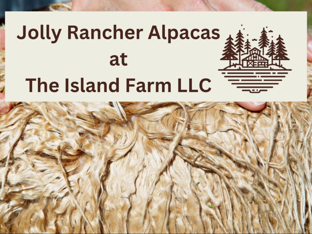 Jolly Rancher Alpacas at The Island Farm LLC