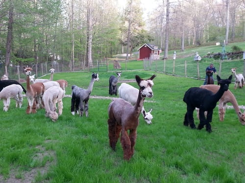 Round Hill Alpacas, LLC