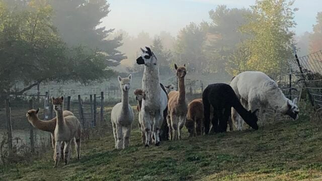 Farm-Picture