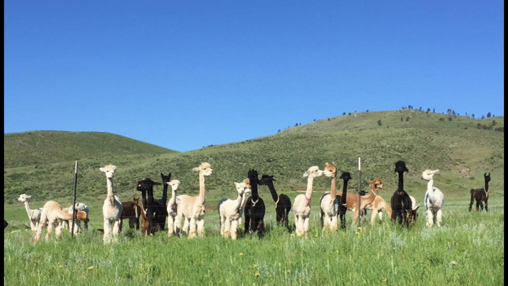 Daybreak Criations Alpacas