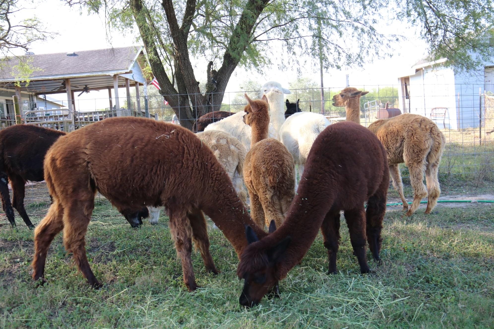 Gulf Breeze Alpaca Ranch at ILoveAlpacas.com