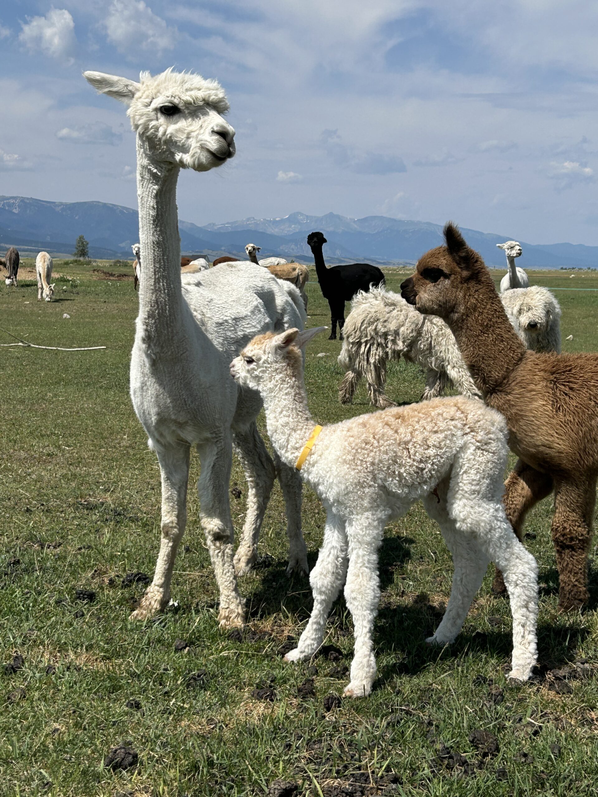 Sentinel Ranch Alpacas at ILoveAlpacas.com