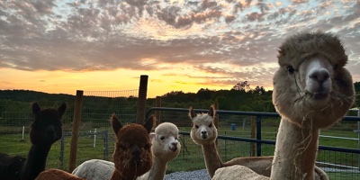 Fluffy Honey Farm