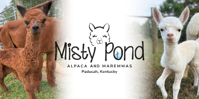 Misty-Pond-Banner-for-Ilovealpacas