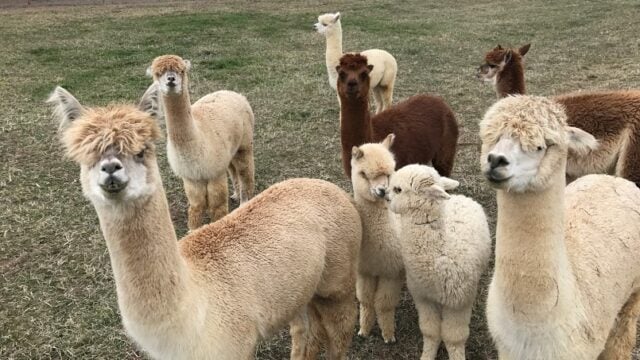 all-alpacas-1