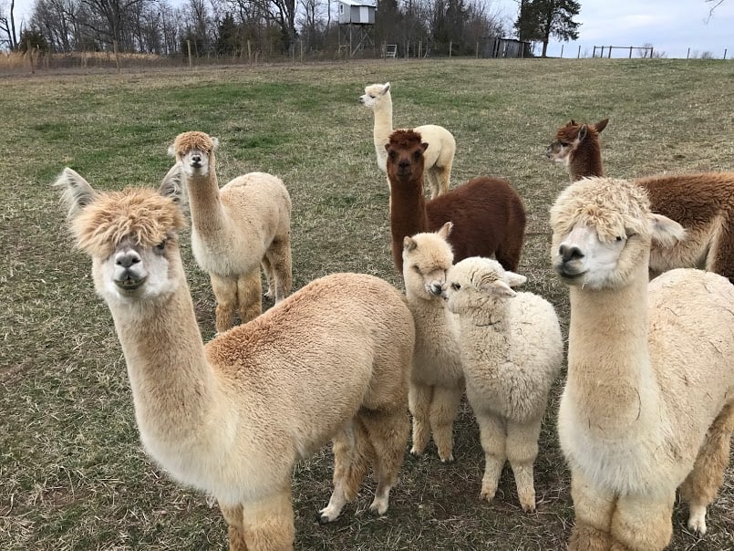 all-alpacas-1