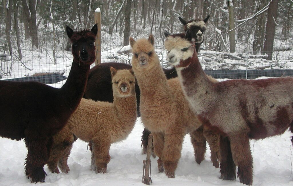 Quinnipiac Valley Alpacas Connecticut