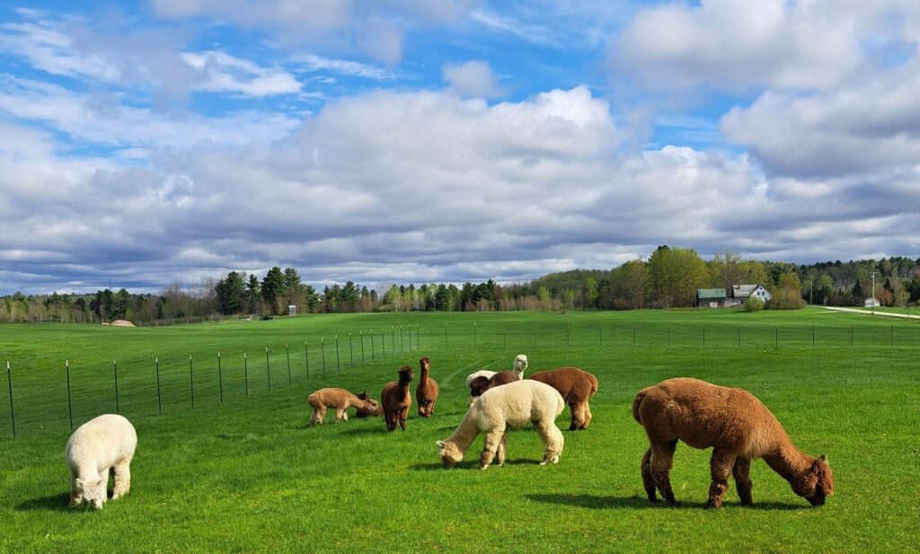 Northern Solstice Alpaca Farm, LLC