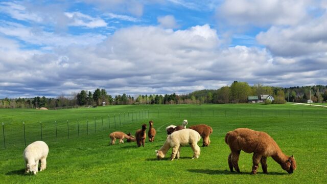 495207738_1102427855250155_8794054542344648752_n