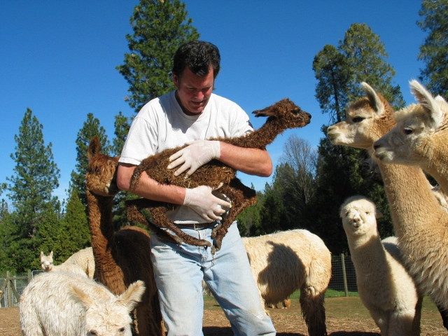Alpacas of El Dorado