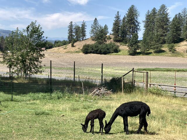 Shady Alpaca Ranch