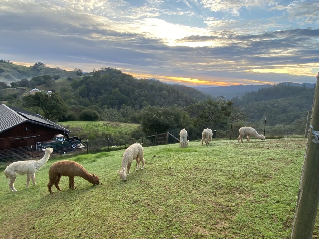 SONOMA SURI ALPACAS