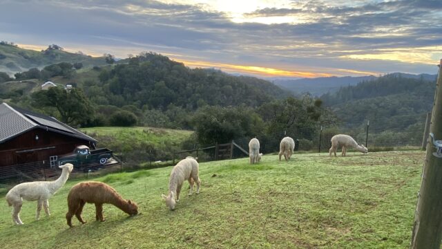 2024-0130_Babies-grazing-at-sunrise-smaller-copy