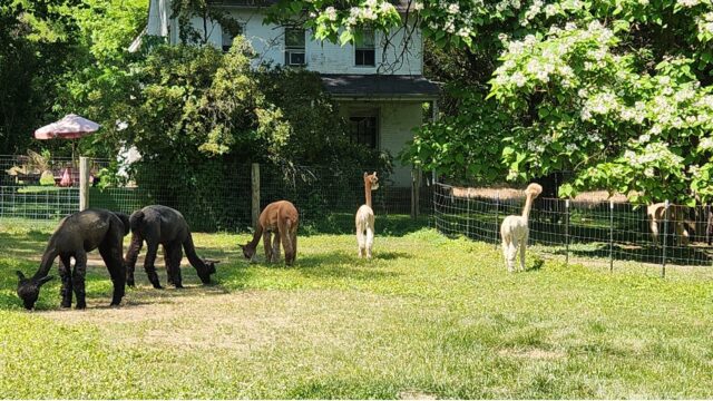 Alpacas-in-Pasture