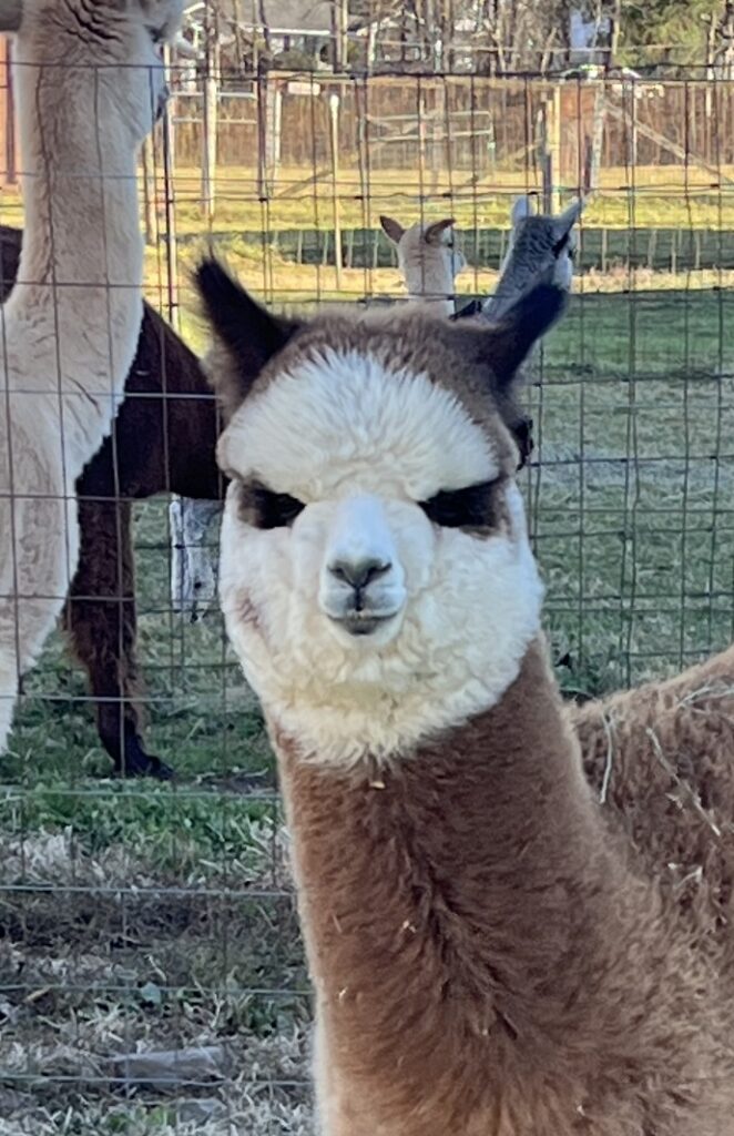 Kendall Creek Farms Alpacas