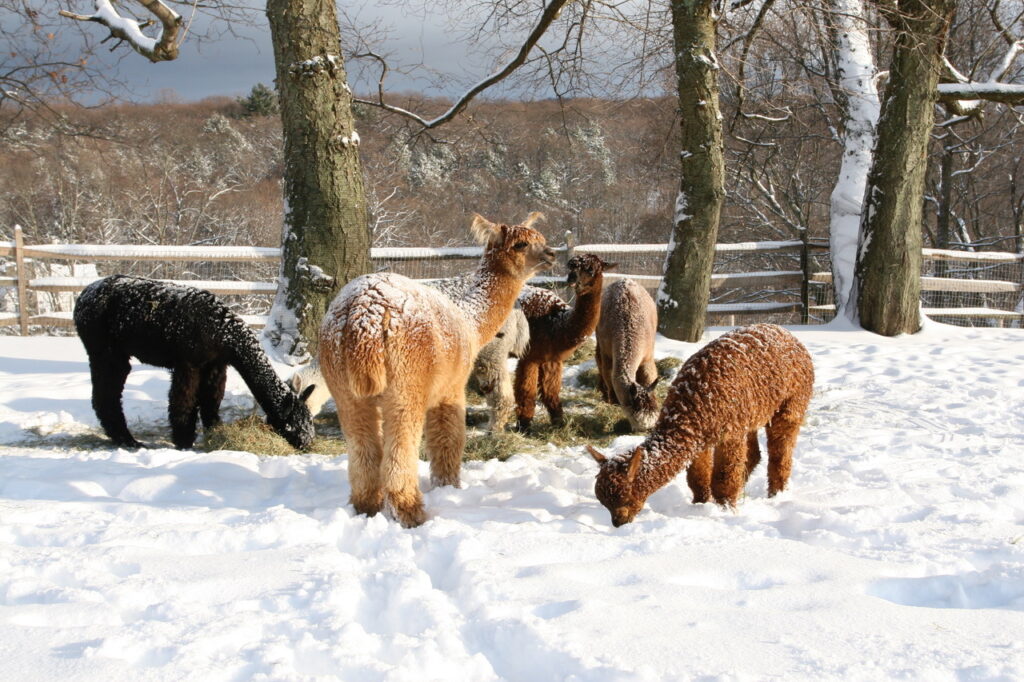 Faraway Farm Alpacas