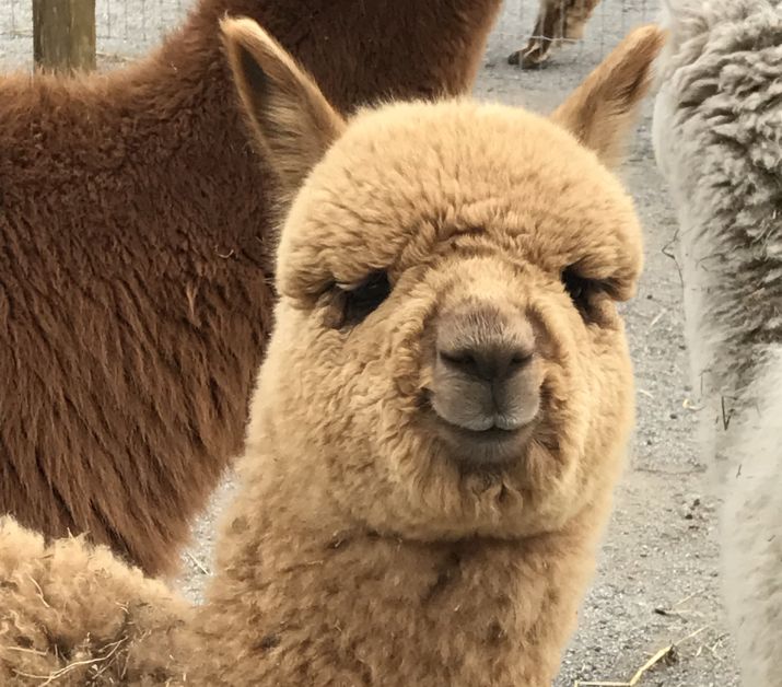Eastland Alpacas