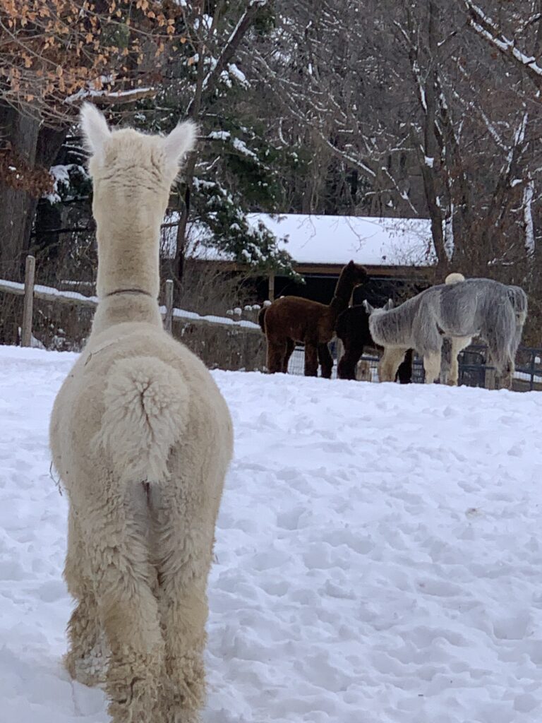 Hitch’N Post Alpaca Farm