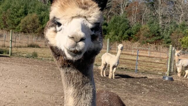 39EA886C-5260-4907-B510-0D8702D8310C