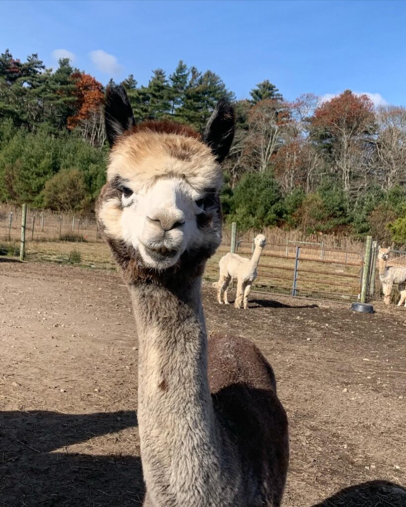 Pine Meadow Alpacas