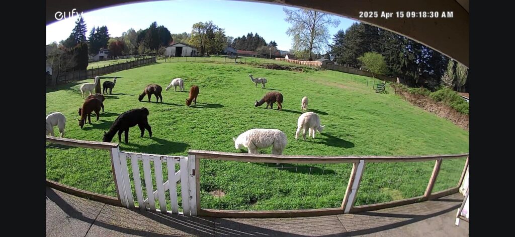 Firwood Farm Alpacas & Rescue