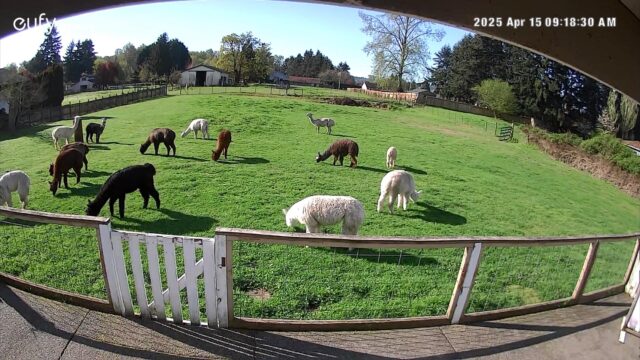Alpacas-back-field-photo