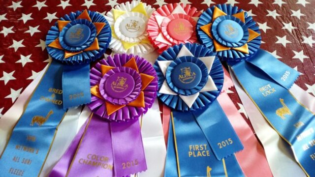 IMG_20150903_094231164-1