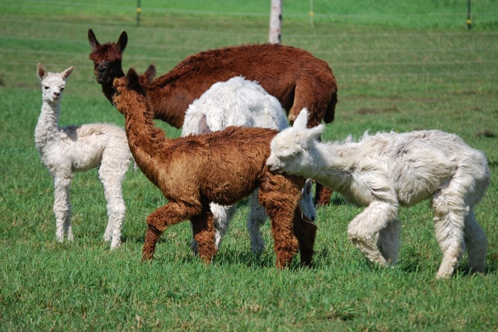 Pacesetter Alpacas