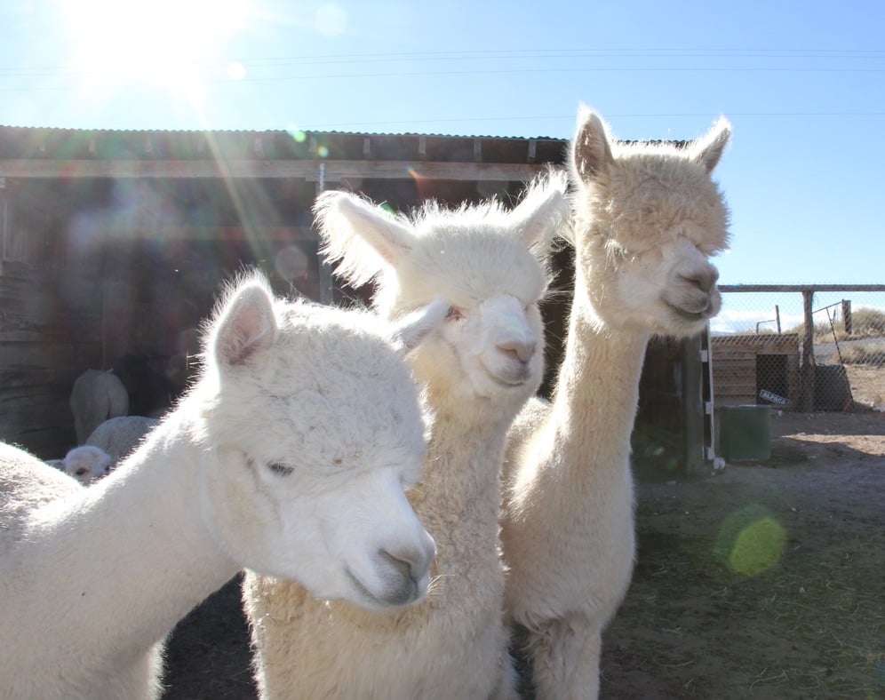 Circle Cliff Ranch Alpacas