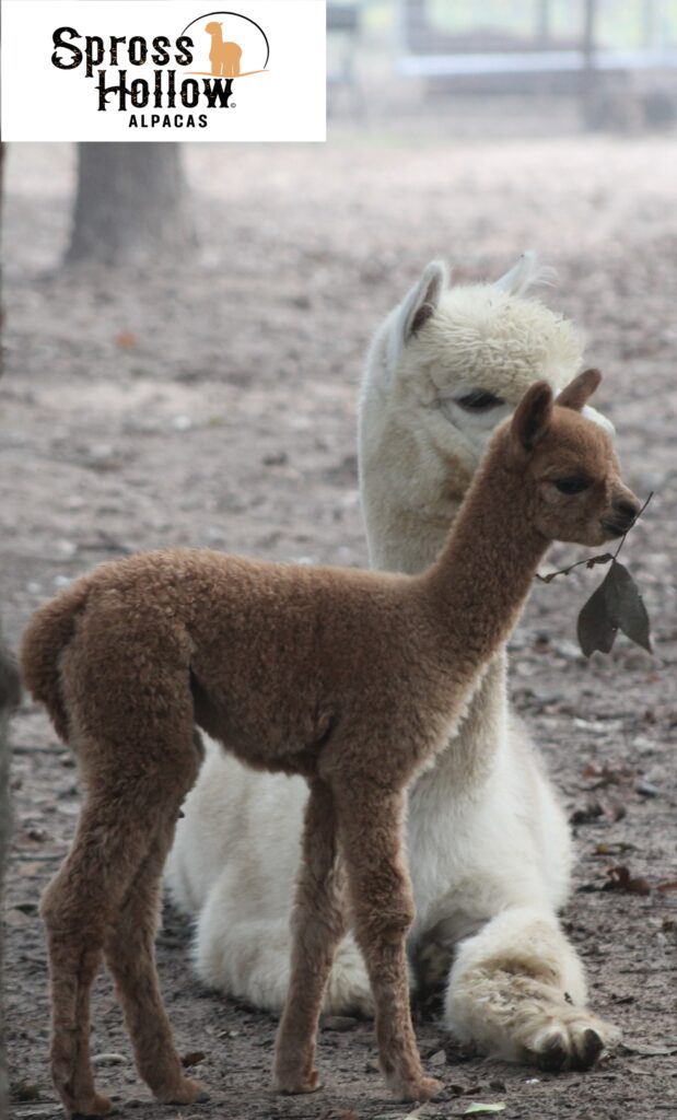 Spross Hollow Alpacas