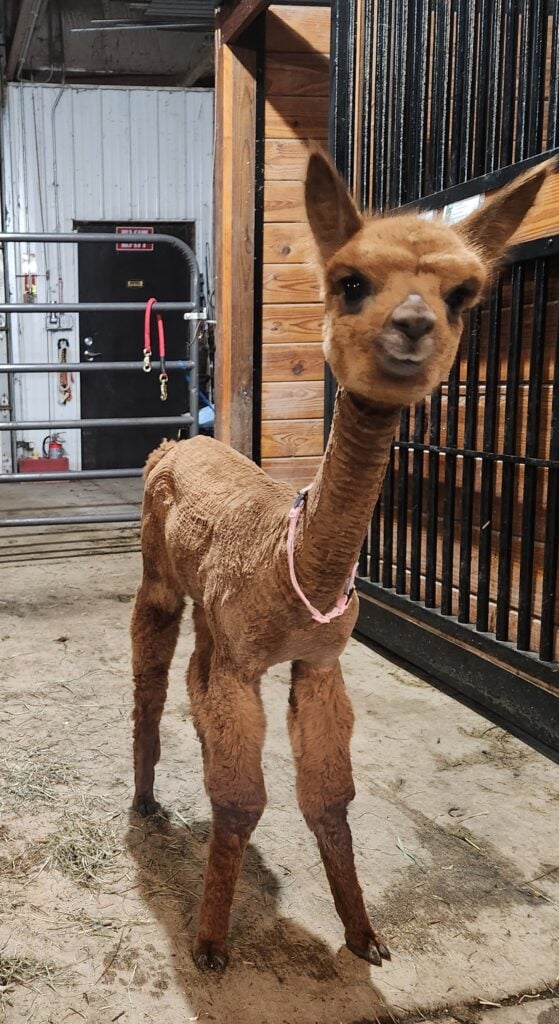 Camelot Acres Ranch