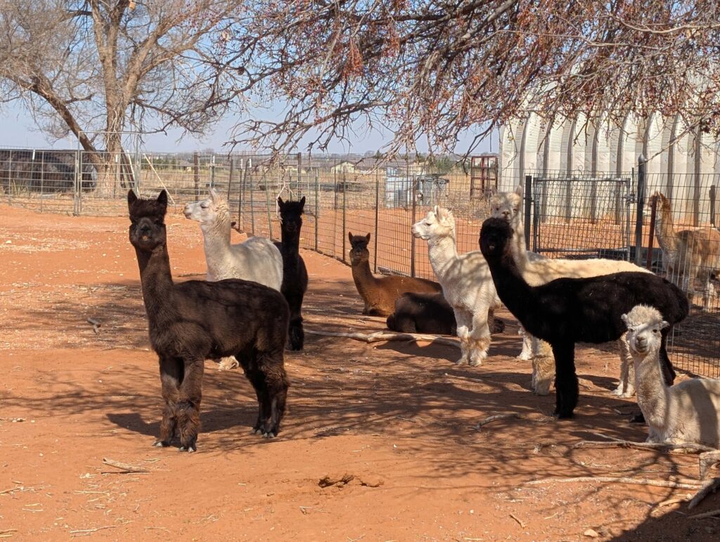 Windrush Alpacas