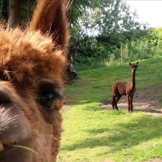 Deer Mountain Alpacas LLC