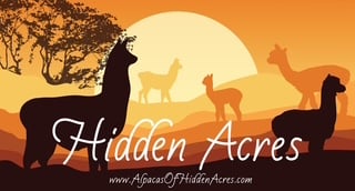 Hidden Acres Alpacas