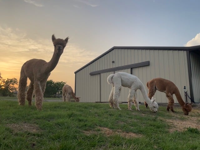 The Alpaca Bros